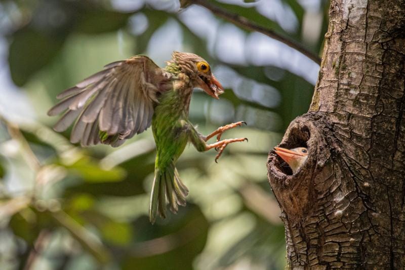 Lineated Barbet delivering food to its chick