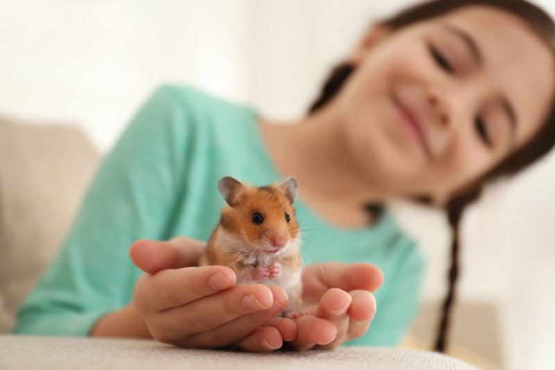 Little girl holding cute hamster at home