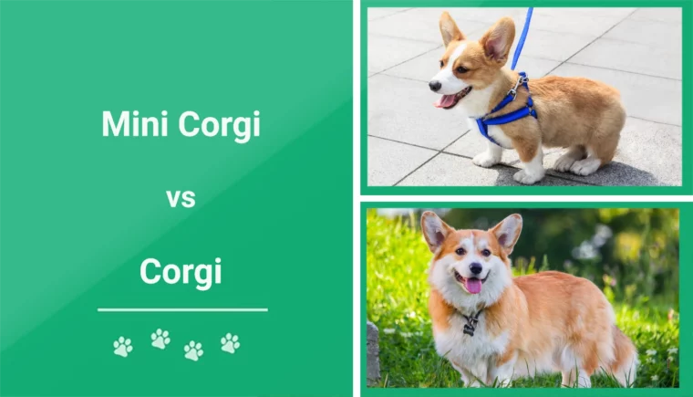Mini Corgi vs Corgi - Featured Image