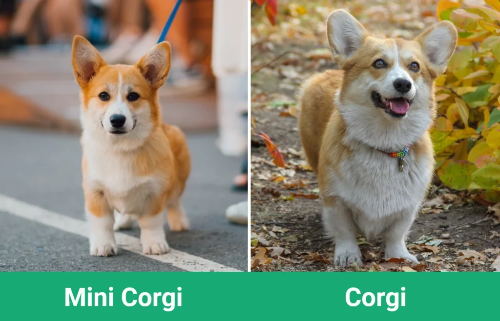 Mini Corgi vs Corgi - Visual Differences
