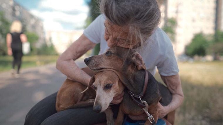 Old female hugs and cuddles pet Dachshunds in the park on a bench