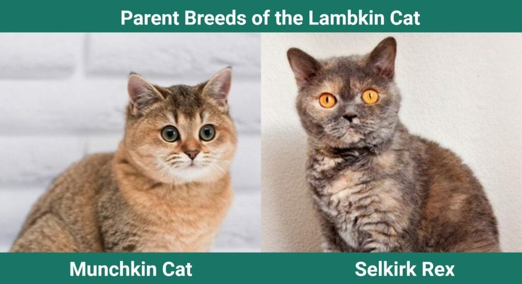 Parent breeds of Lambkin Cat