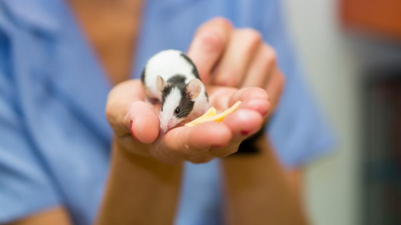 Pet mouse on vet's hand