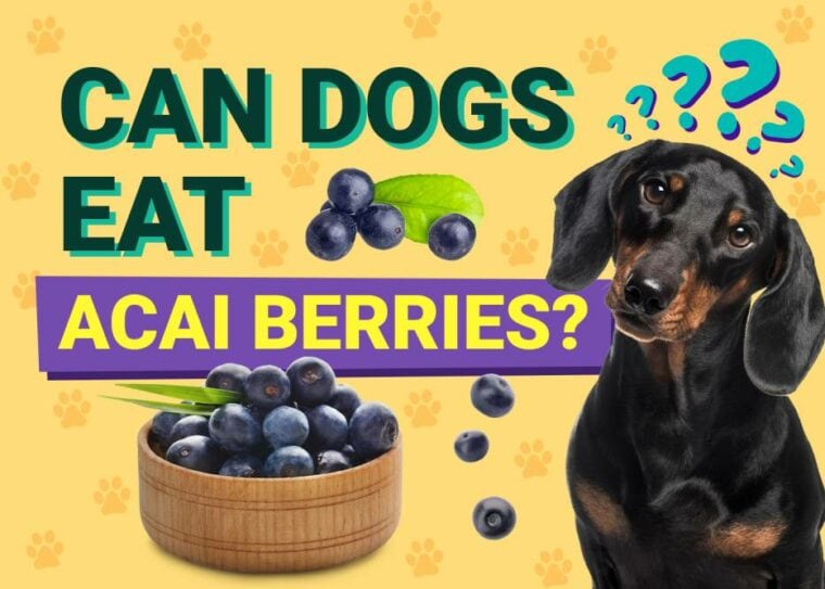 Can Dogs Eat_acai berry