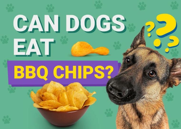 Can Dogs Eat_bbq chips