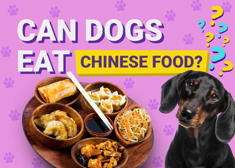 Can Dogs Eat_chinese food