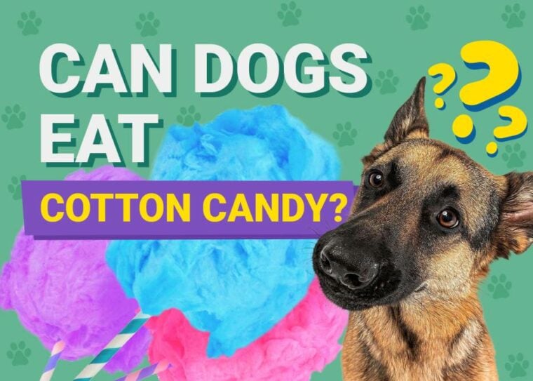 Can Dogs Eat_cotton candy