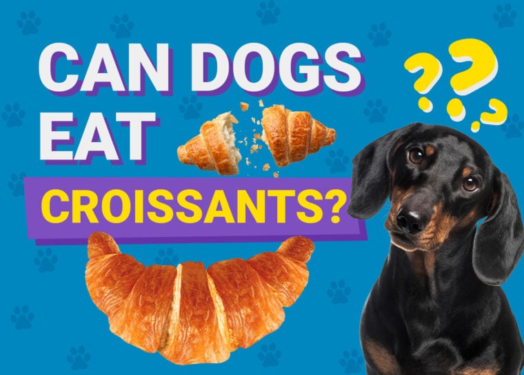 Can Dogs Eat_croissants