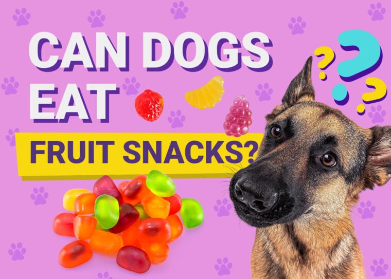 Can Dogs Eat_fruit snacks