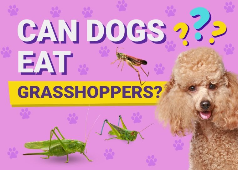 Can Dogs Eat_grasshoppers