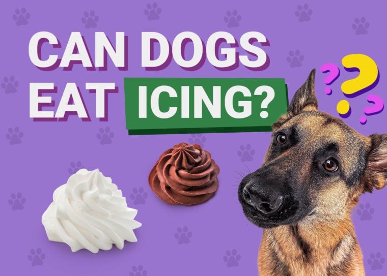Can Dogs Eat_icing