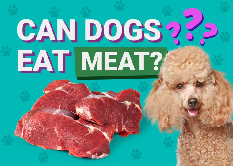 Can Dogs Eat_meat