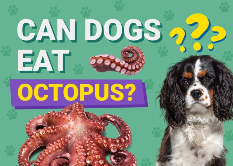 Can Dogs Eat_octopus
