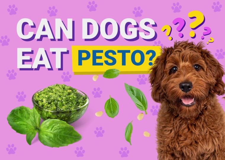 Can Dogs Eat_pesto