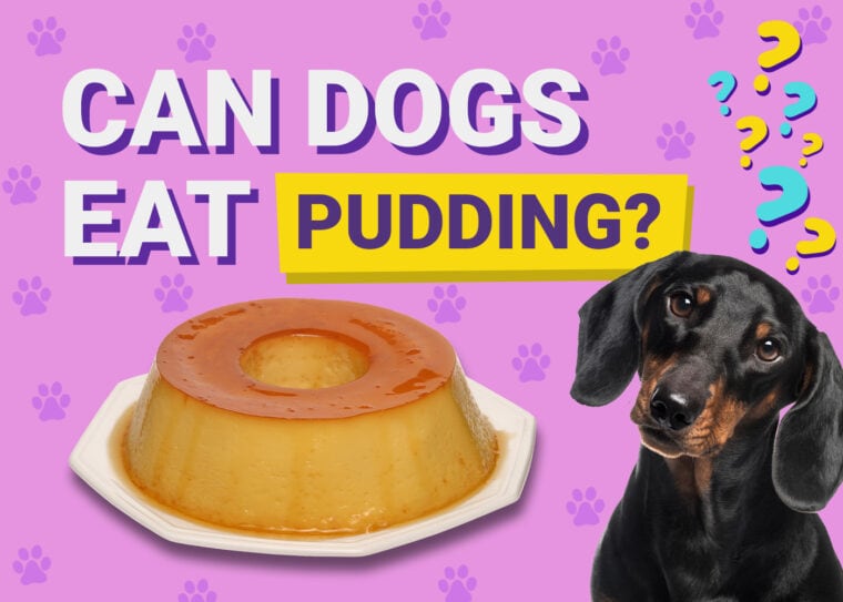 Can Dogs Eat_pudding