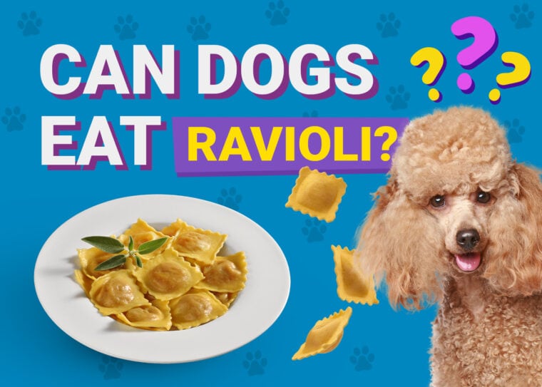 Can Dogs Eat_ravioli