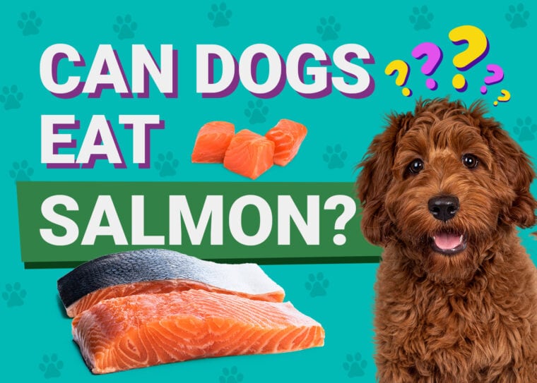 Can Dogs Eat Raw Salmon? Vet Approved Nutrition Facts & Advice | Pet Keen