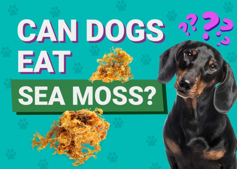 Can Dogs Eat_sea moss