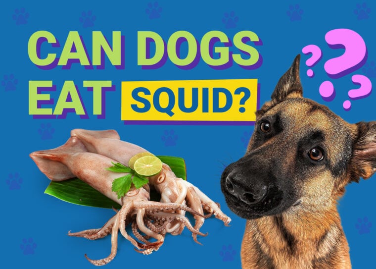 Can Dogs Eat_squid