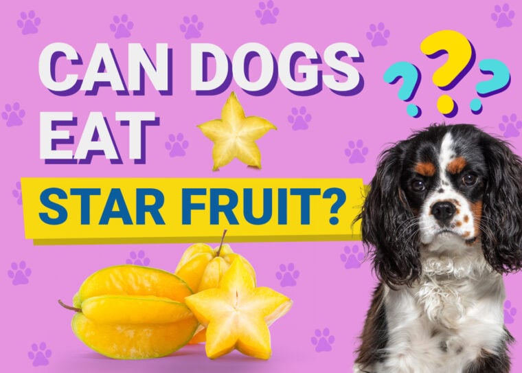 Can Dogs Eat_star fruit