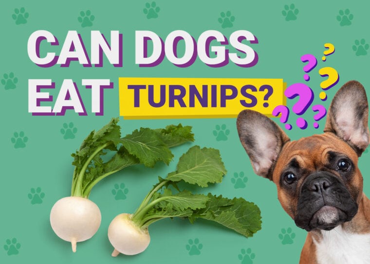 Can Dogs Eat_turnips