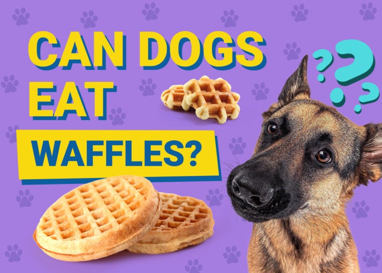 Can Dogs Eat_waffles