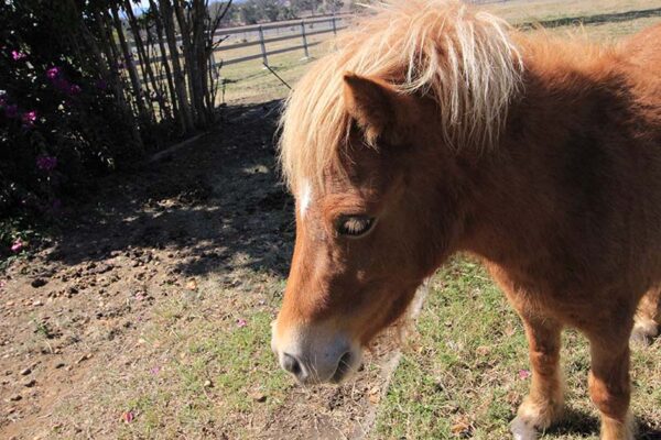 Pony Miniature Horse Dwarf Horse Wisit Panchan Shutterstock 600x400 