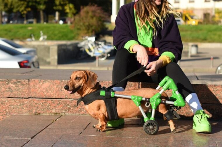 Red dachshund in a wheelchair