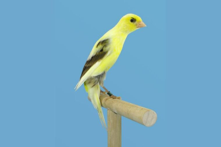 Scotch fancy canary perched