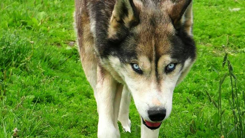 Siberian Husky Wolf Mix (husky wolf)