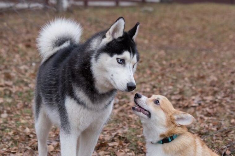 Siberian husky and pembroke welsh corgi puppy are playing