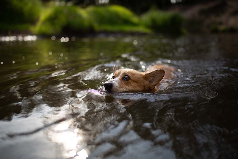 Swimming Pembroke Corgi dog across the river