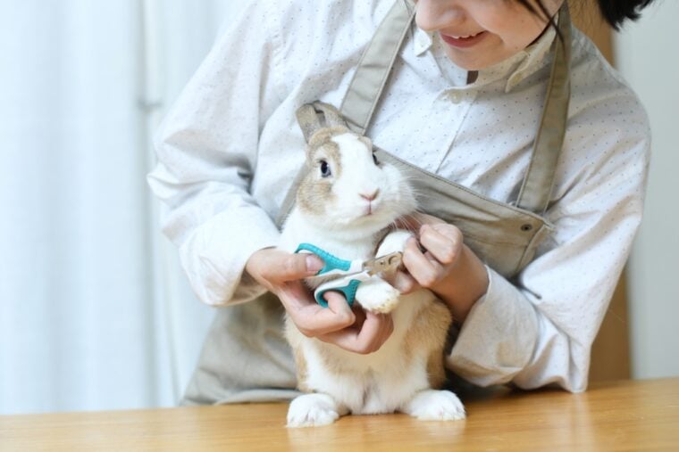 Vet clipping a rabbits nails