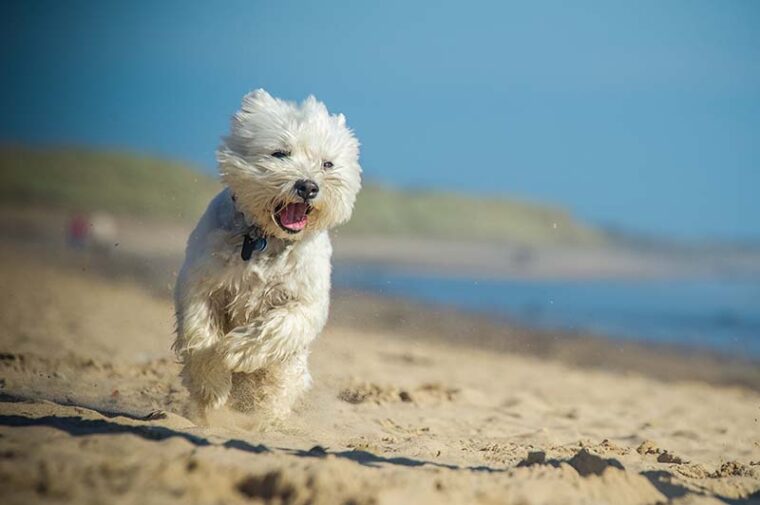West Highland Terrier running on the beach