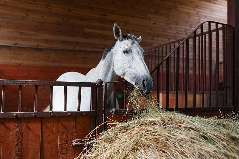 White horse eating hay in the stable
