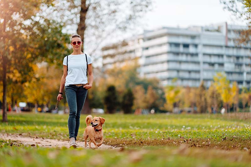 Woman walking in the park with a small brown dog in autumn