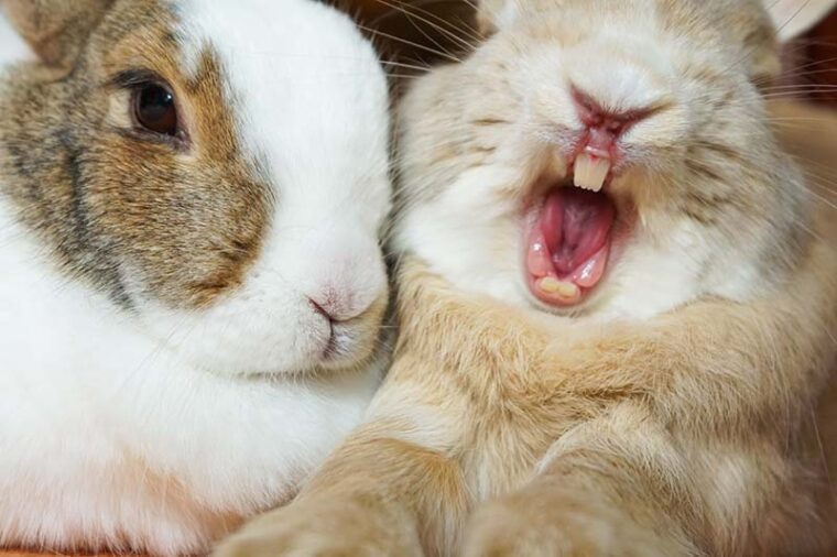 Yawning Tired Rabbit Bunny Showing Teeth and Tongue While Stretching Paws and Cuddling With Fellow Rabbit