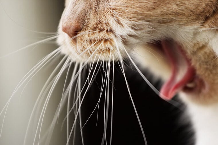 Yawning or Choking Cat