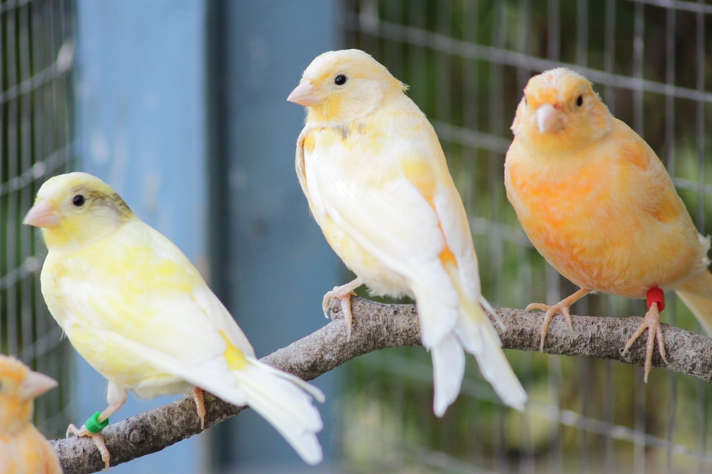 Yellow and red fife canary