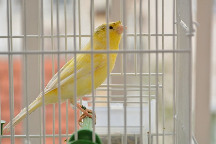 Yellow crested canary in bird cage