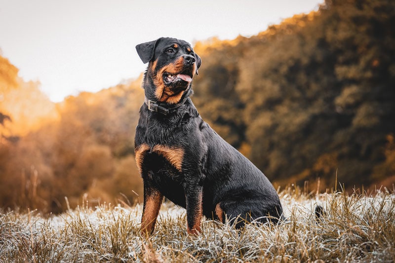 rottweiler dog sitting on the grass outdoors