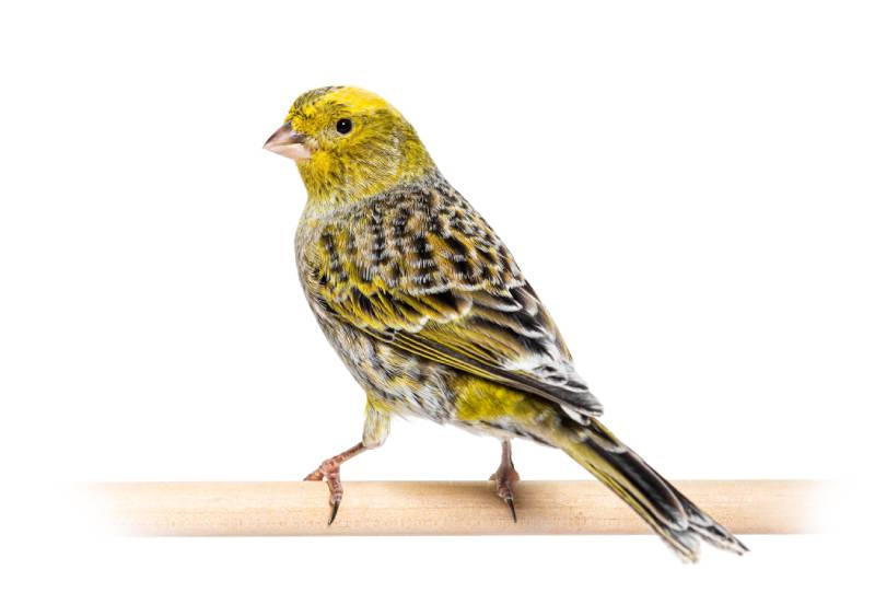 back view of a lizzard canary bird on a wooden perch