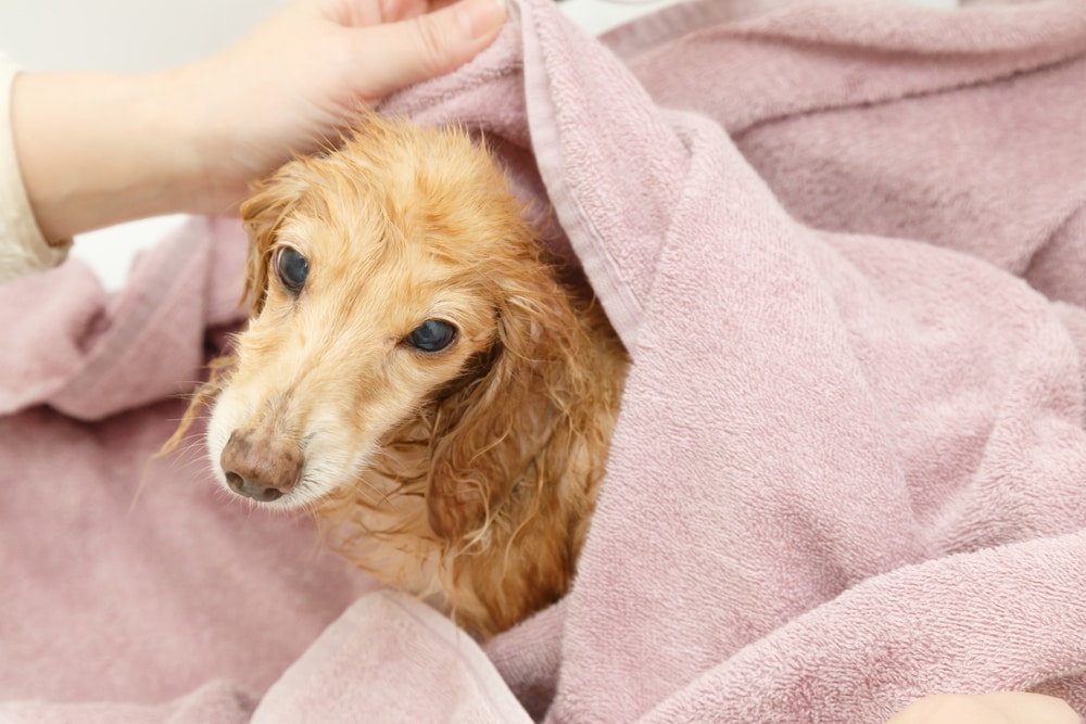 bañar a un perro salchicha de pelo largo
