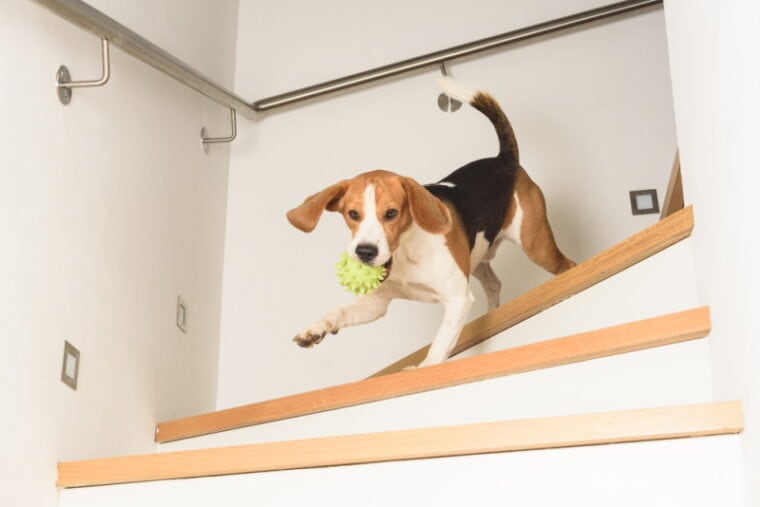 beagle dog running down the stairs