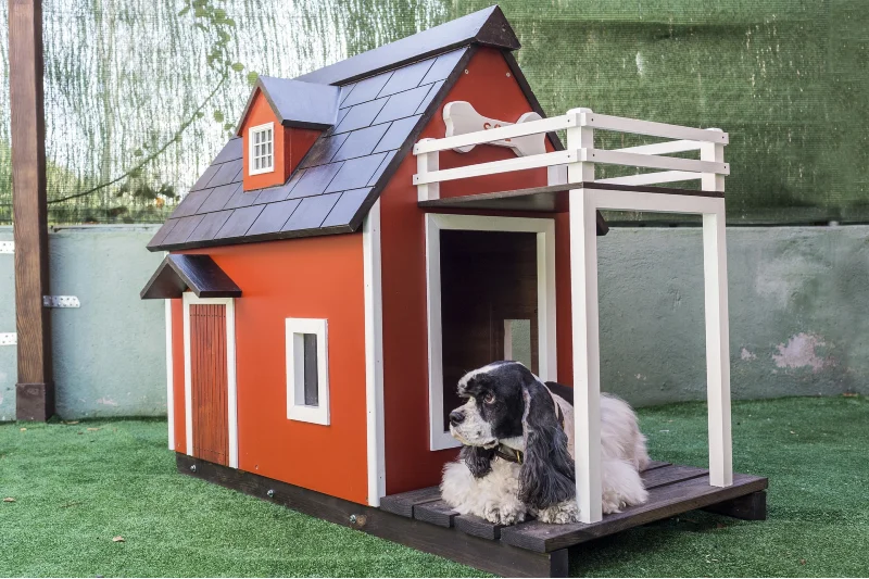 black and white dog lying inside a dog house