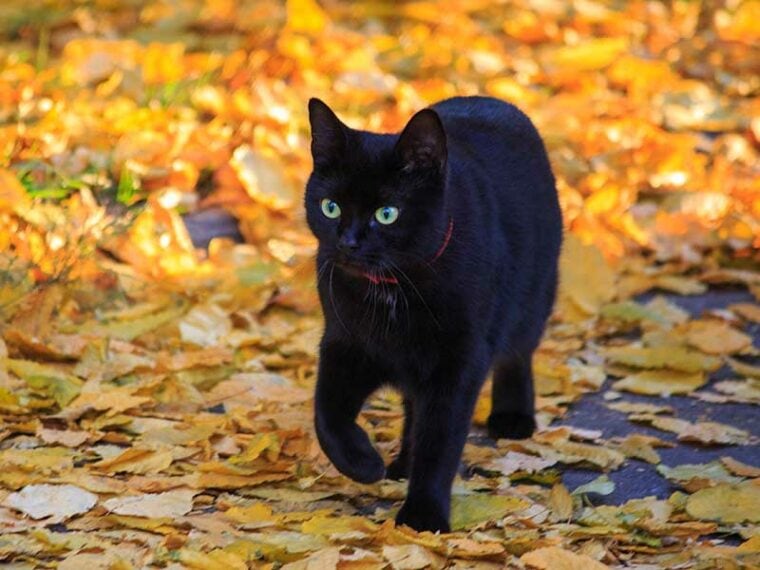 black cat walking on autumn leaves