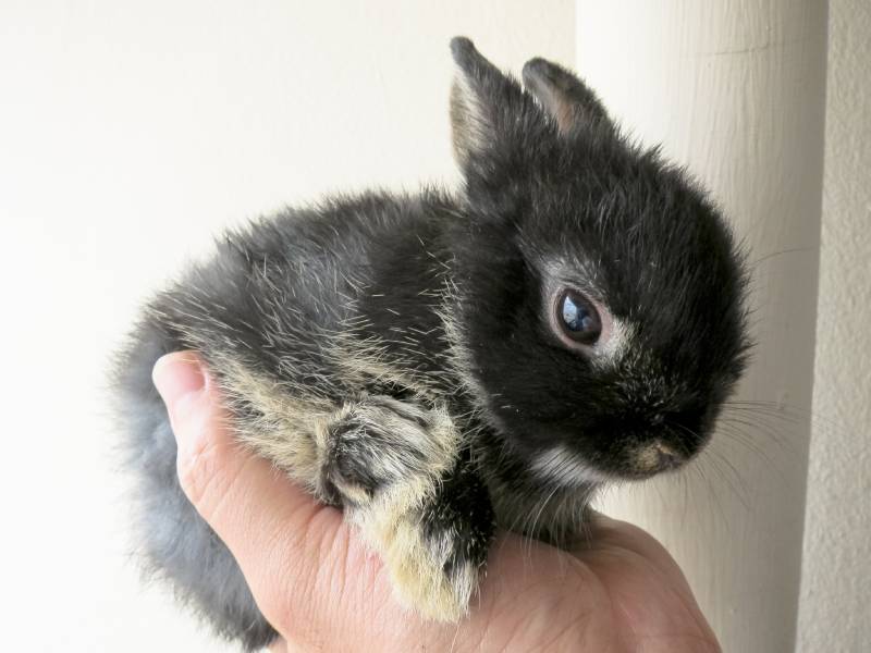 black little netherland dwarf rabbit