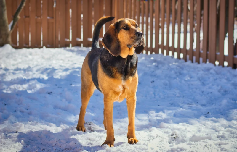 bloodhound dog standing on snow-covered ground outdoors