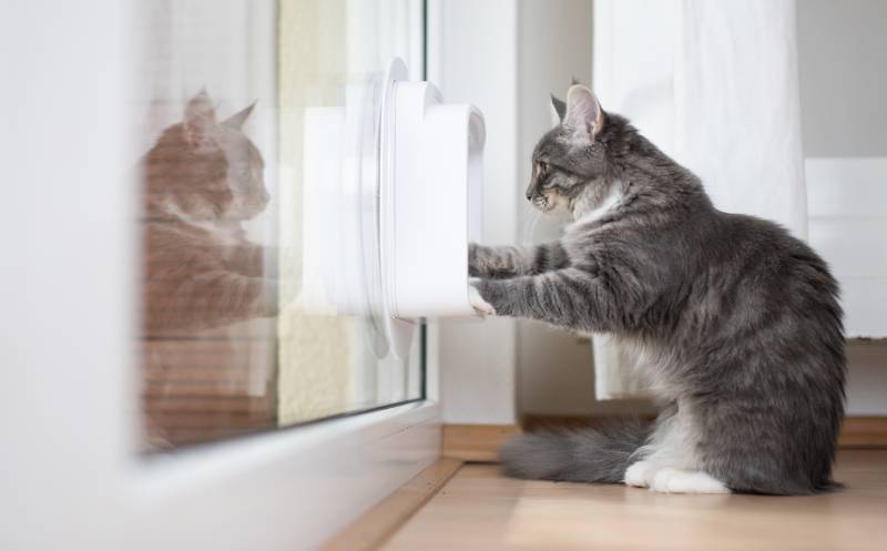 blue tabby maine coon kitten standing in front of cat flap