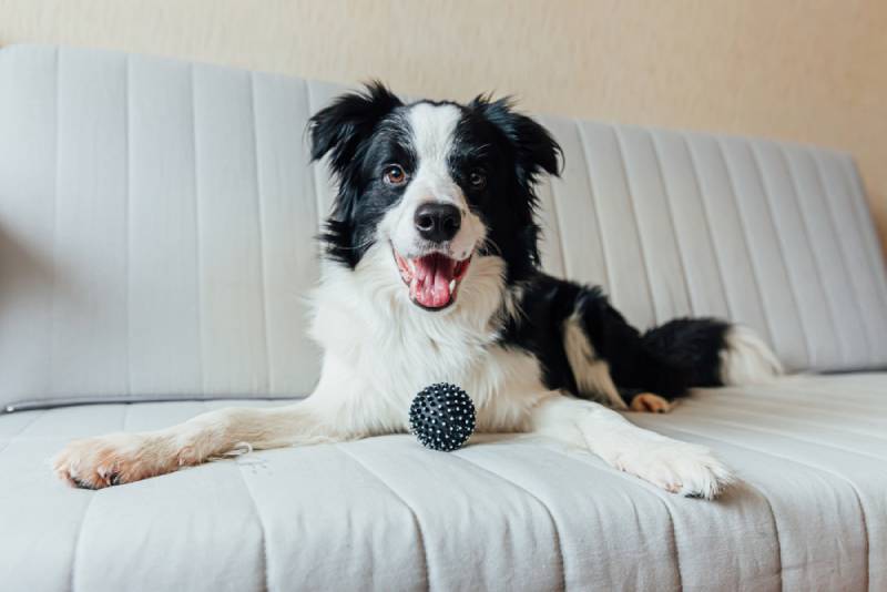 perro border collie con pelota de juguete en el sofá